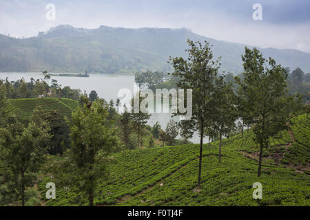 Pang ung , riflessione di pino in un lago Foto Stock