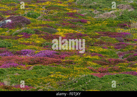 Un patchwork di fioritura delle ginestre ed erica sulla fascia costiera la brughiera di West Cornwall in estate, Testa Gwennap, Cornwall, Inghilterra, Foto Stock