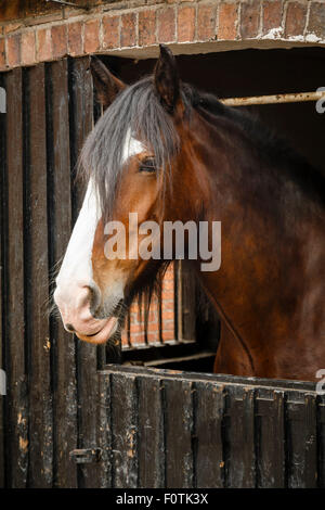 Profilo laterale del cavallo marrone in stabile Foto Stock