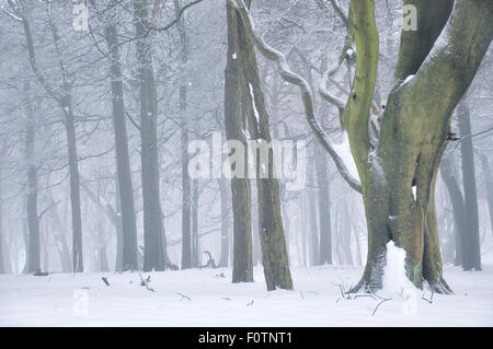 Magico bosco inglese in inverno con alberi rientranti nella gelida nebbia. Foto Stock