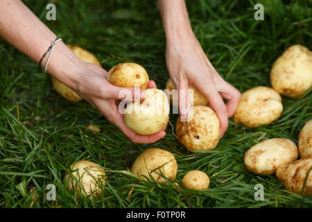 La raccolta delle patate. Mani femminili afferra patate lavate dall'erba. Locavore, pulire mangiare,l'agricoltura biologica, agricoltura locale, Foto Stock