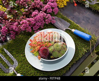 Southport, Merseyside, Regno Unito. 21 Agosto, 2015. Impianto prima colazione di Sempervivum, un genere di circa 40 specie di piante in fiore nella famiglia di piante succulente | Dicotiledoni, comunemente noto come houseleeks. Altri nomi comuni includono liveforever e gallina e pulcini, un nome condiviso con piante di altri generi come bene. Sono piante succulente piante perenni la realizzazione di tappeti composto da foglie tufted in rosette in Gran Bretagna è indipendente più grande flower show.. Foto Stock