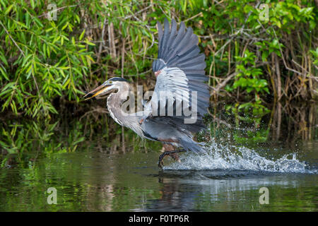 Airone blu (Ardea erodiade). Parco nazionale delle Everglades, Florida, Stati Uniti d'America. Foto Stock