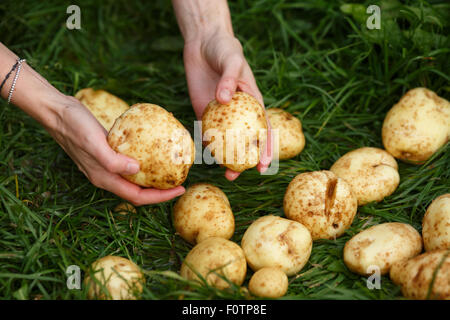 La raccolta delle patate. Mani femminili afferra patate lavate dall'erba. Locavore, pulire mangiare,l'agricoltura biologica, agricoltura locale, Foto Stock