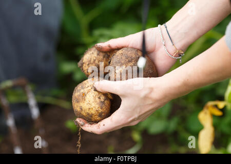 La raccolta delle patate. Mani femminili holding patate direttamente dal campo. Locavore, pulire mangiare,l'agricoltura biologica, farm locale Foto Stock