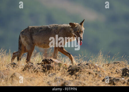 Eurasian lupo (Canis lupus lupus) a un avvoltoio la visione di sito nella valle Madzharovo, Orientale montagne Rodopi, Bulgaria, maggio 2013. Foto Stock