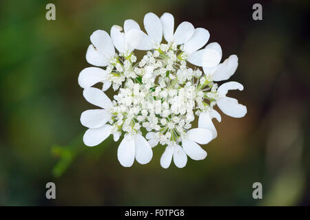 Mediterraneo (hartwort Tordylium apulum) Arda river canyon, Orientale montagne Rodopi, Bulgaria, maggio 2013. Foto Stock