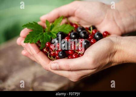 Bacche ribes picking. Locavore, pulire mangiare,l'agricoltura biologica, agricoltura locale,crescere,il concetto di raccolta. Messa a fuoco selettiva o Foto Stock