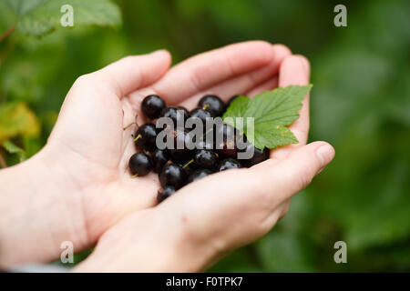 Prelievo di ribes nero. Locavore, pulire mangiare,l'agricoltura biologica, agricoltura locale,crescere,il concetto di raccolta. Messa a fuoco selettiva su t Foto Stock