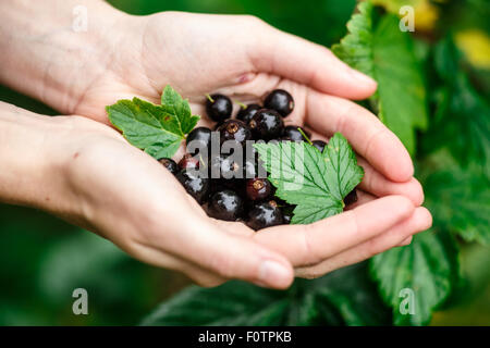 Prelievo di ribes nero. Locavore, pulire mangiare,l'agricoltura biologica, agricoltura locale,crescere,il concetto di raccolta. Messa a fuoco selettiva su t Foto Stock