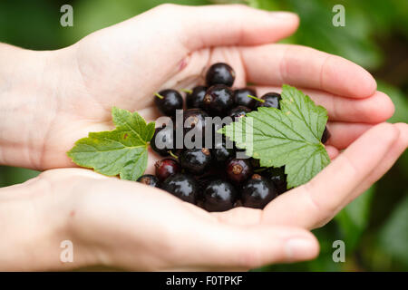 Prelievo di ribes nero. Locavore, pulire mangiare,l'agricoltura biologica, agricoltura locale,crescere,il concetto di raccolta. Messa a fuoco selettiva su t Foto Stock