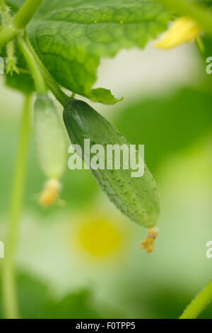 Mani femminili holding minuscolo cetriolo. Locavore, pulire mangiare,l'agricoltura biologica, agricoltura locale,crescere,il concetto di raccolta. Selezionare Foto Stock