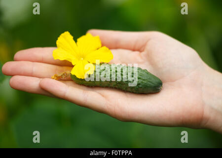 Mani femminili holding minuscolo cetriolo. Locavore, pulire mangiare,l'agricoltura biologica, agricoltura locale,crescere,il concetto di raccolta. Selezionare Foto Stock