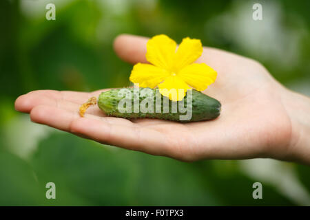 Mani femminili holding minuscolo cetriolo. Locavore, pulire mangiare,l'agricoltura biologica, agricoltura locale,crescere,il concetto di raccolta. Selezionare Foto Stock