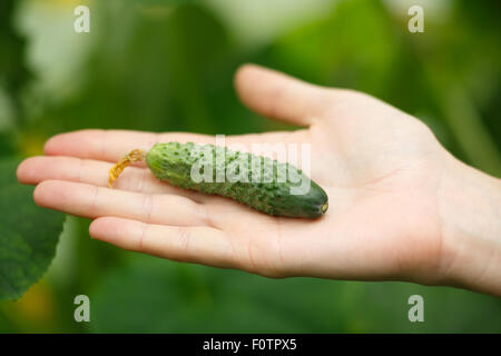 Mani femminili holding minuscolo cetriolo. Locavore, pulire mangiare,l'agricoltura biologica, agricoltura locale,crescere,il concetto di raccolta. Selezionare Foto Stock