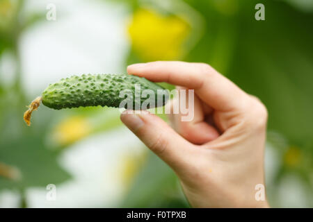 Mani femminili holding minuscolo cetriolo. Locavore, pulire mangiare,l'agricoltura biologica, agricoltura locale,crescere,il concetto di raccolta. Selezionare Foto Stock