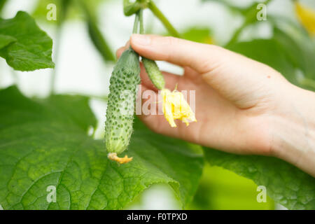 Mani femminili holding minuscolo cetriolo. Locavore, pulire mangiare,l'agricoltura biologica, agricoltura locale,crescere,il concetto di raccolta. Selezionare Foto Stock