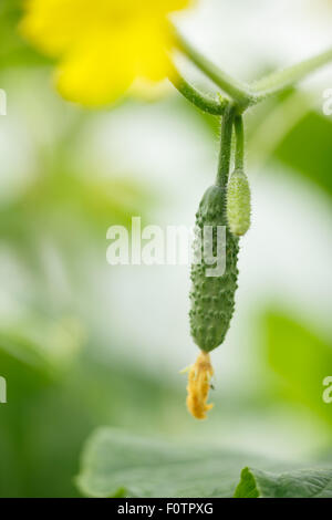 Piccolo cetriolo. Locavore, pulire mangiare,l'agricoltura biologica, agricoltura locale,crescere,il concetto di raccolta. Messa a fuoco selettiva sul più grande Foto Stock