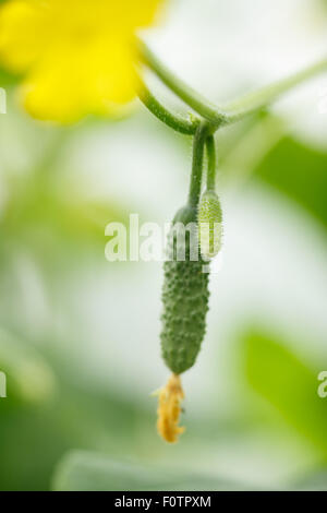 Piccolo cetriolo. Locavore, pulire mangiare,l'agricoltura biologica, agricoltura locale,crescere,il concetto di raccolta. Messa a fuoco selettiva sul bambino cuc Foto Stock