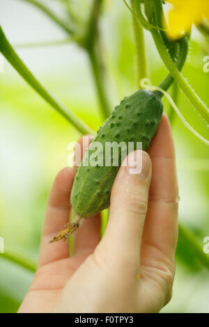 Mani femminili holding minuscolo cetriolo. Locavore, pulire mangiare,l'agricoltura biologica, agricoltura locale,crescere,il concetto di raccolta. Selezionare Foto Stock