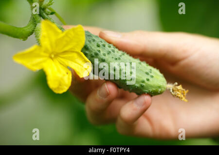 Mani femminili holding minuscolo cetriolo. Locavore, pulire mangiare,l'agricoltura biologica, agricoltura locale,crescere,il concetto di raccolta. Selezionare Foto Stock