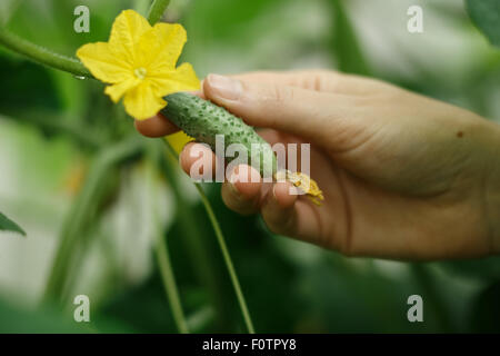 Mani femminili holding minuscolo cetriolo. Locavore, pulire mangiare,l'agricoltura biologica, agricoltura locale,crescere,il concetto di raccolta. Selezionare Foto Stock