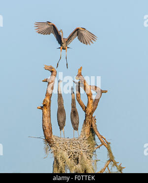 I grandi aironi blu a nido Foto Stock