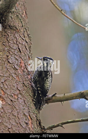 Eurasian tre-toed Woodpecker (Picoides tridactylus alpinus) Foto Stock