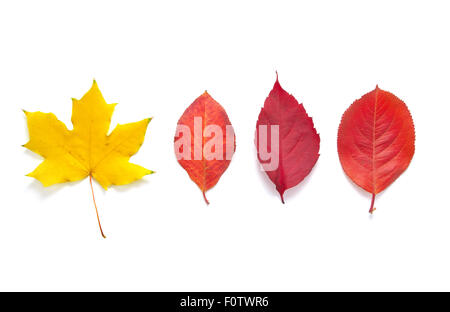 Isolato di foglie. In autunno l'umore. Foto Stock