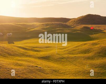 Pecora che pascola sul soleggiato Campo da golf, Isola di South Uist, Scotland, Regno Unito Foto Stock