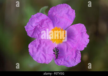 Rock Rose (Cistus villosus) orientale montagne Rodopi, Bulgaria, maggio 2013. Foto Stock