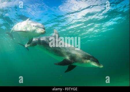 I Delfini, Inisheer, Isole Aran, Irlanda Foto Stock