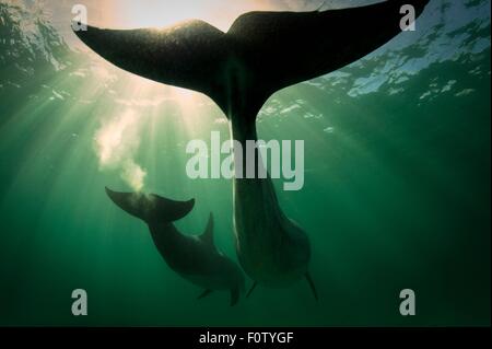 I Delfini, Inisheer, Isole Aran, Irlanda Foto Stock