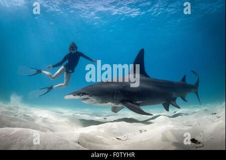 Donna libera immersioni con squali martello, Bimini, Bahamas Foto Stock