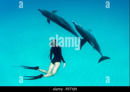 Donna free diving con Atlantic delfini maculati Foto Stock