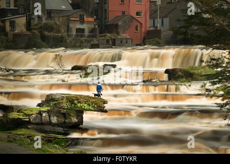 L'uomo con il cane, cascate, Ennistymon, Clare, Irlanda Foto Stock