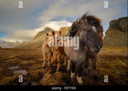 Cavalli selvaggi, South Coast, Islanda Foto Stock