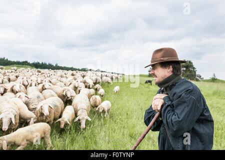 Imprenditore nel campo tendente alla pecora Foto Stock