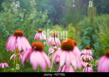 Close up di rosa fiori di echinacea nel giardino di erbe aromatiche Foto Stock