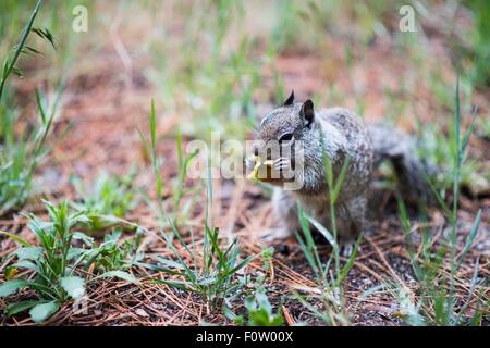 Scoiattolo di terra, del Parco Nazionale Yosemite, California, Stati Uniti d'America Foto Stock