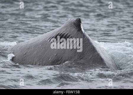 Humpback Whale visualizza cicatrici da una barca propellor. Icy Strait, Alaska. Foto Stock