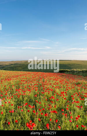 Un campo di papavero a West Pentire vicino a Newquay in Cornovaglia Foto Stock