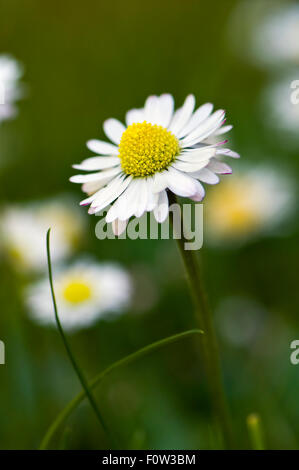 Comune di margherite, noto anche come prato daisy o inglese daisy. Nome corretto Bellis perennis Foto Stock