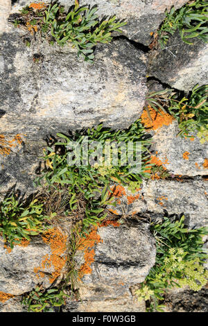 Crithmum maritimum (rock samphire) noto anche come il finocchio di mare sulle rocce del Golfe du Morbihan, in Bretagna, Francia Foto Stock