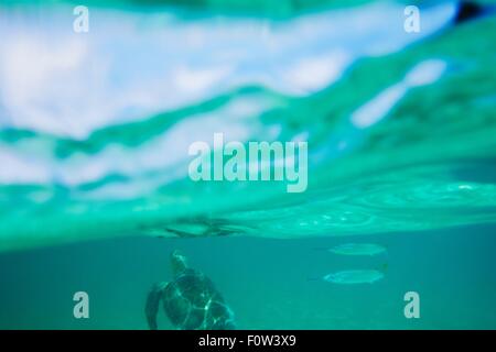 Tartaruga di mare e pesce che nuota sott'acqua Foto Stock