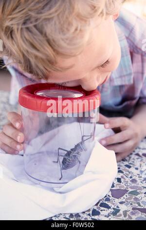 Ragazzo che guarda al bug attraverso il contenitore ingrandita Foto Stock