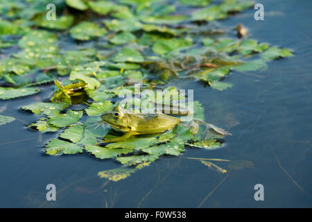 Rana di palude (Pelophylax ridibundus) seduti su un castagno d'acqua (Trapa natans) tappeto. Il Delta del Danubio, Romania, Giugno. Foto Stock