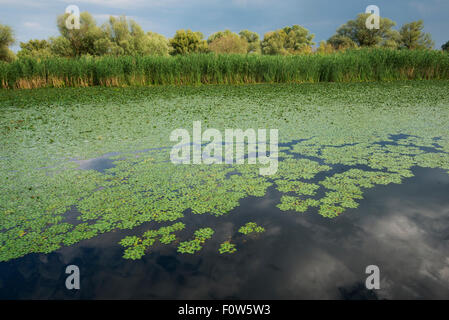 Il castagno d'acqua (Trapa natans) crescere sulla superficie delle acque, il Delta del Danubio, Romania, Giugno. Foto Stock