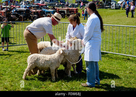 Curly fleeced Devon e Cornwall pecore, ram, pecora e agnello con con i gestori nel giudicare la corona a Chepstow spettacolo agricolo. Regno Unito Foto Stock