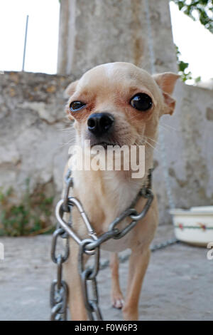 Piccolo Cane chihuahua in catene facendo una faccia buffa Foto Stock